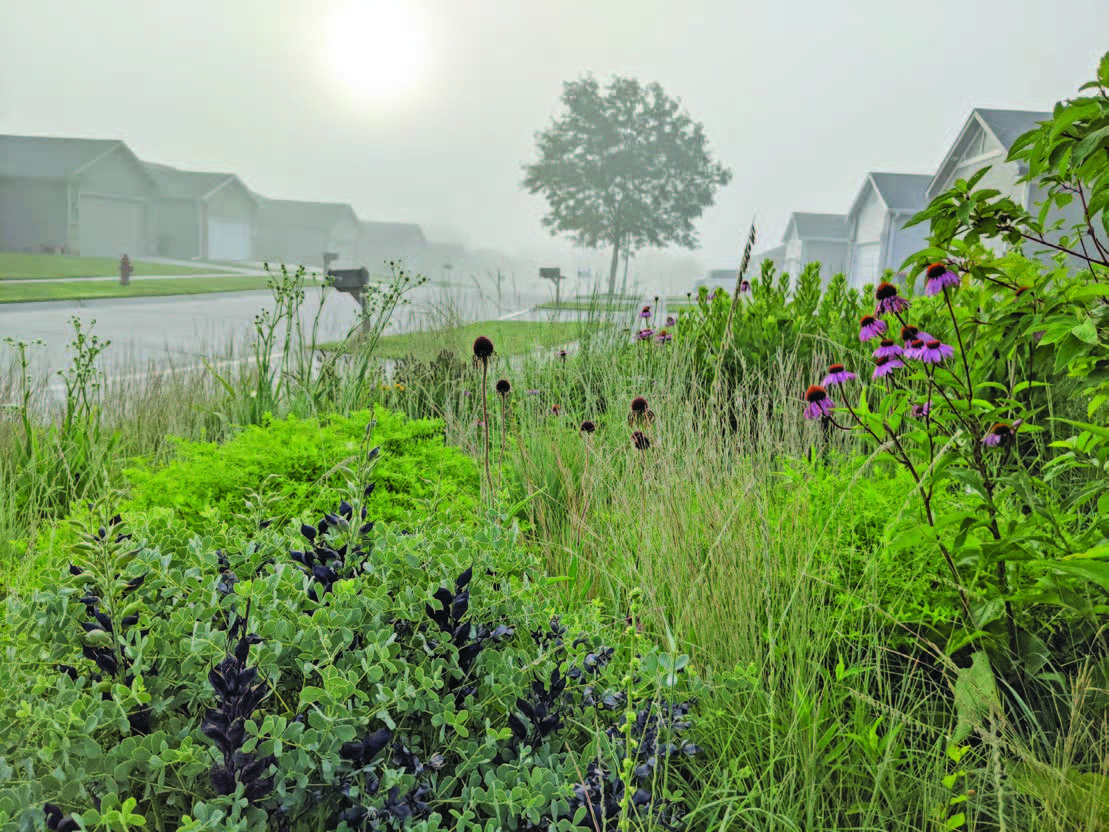 A pocket meadow in a Midwest suburb - credit Benjamin Vogt A pocket meadow in a Midwest suburb - credit Benjamin Vogt