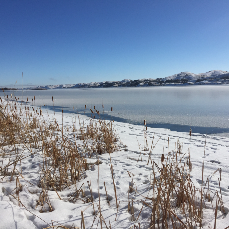 Cattails in the snow - credit Paul Lepisto