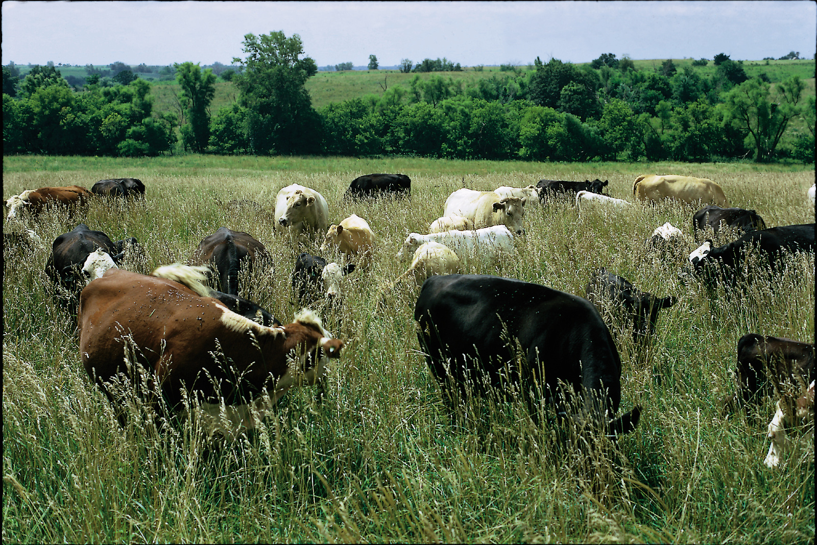 3-IowaPasture_ By_USDA_NRCS 3-IowaPasture_ By_USDA_NRCS