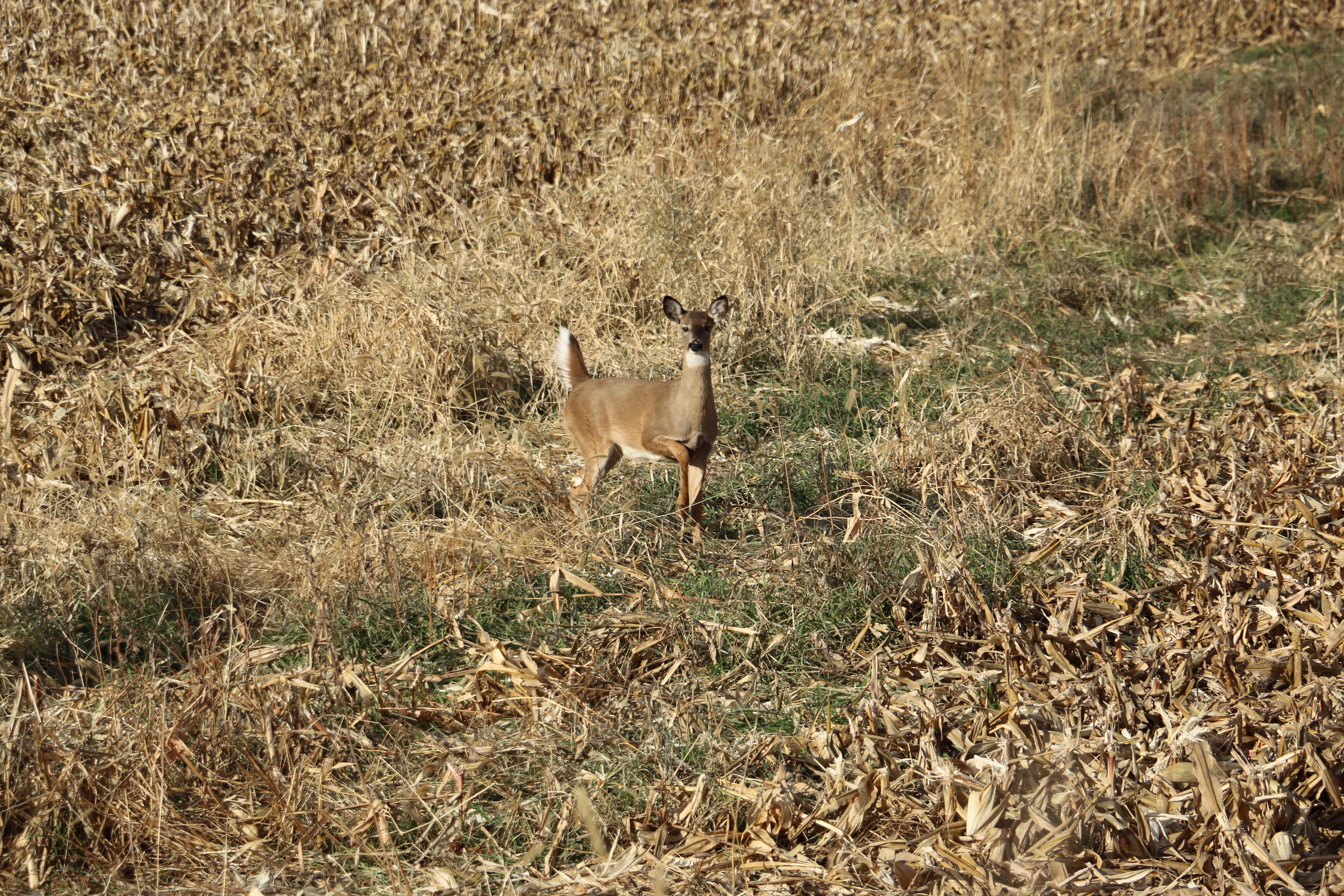 5-deer in farm field_credit Kris Millgate