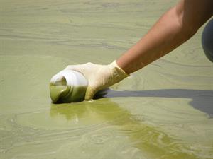 algal bloom_Lake Dora FL_creidt Nara Souza-FL Fish and WIldlife Commission