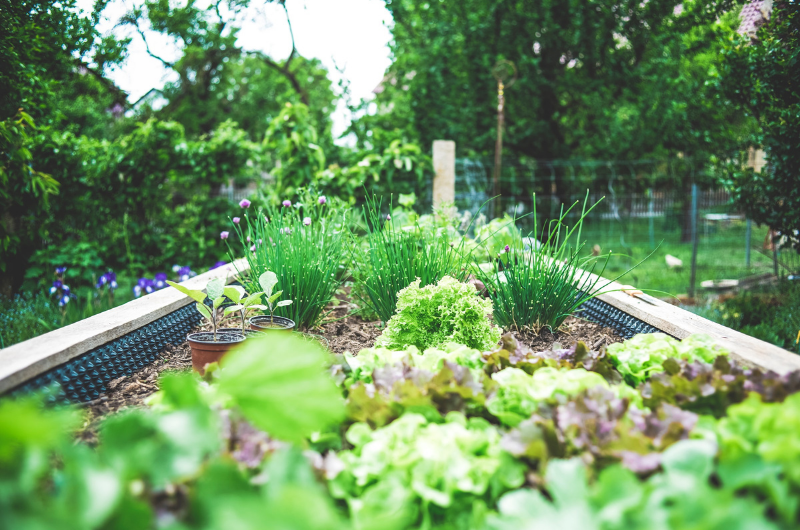 Backyard gardening - credit Markus Spiske