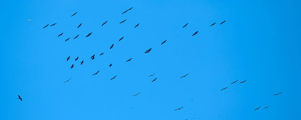 Birds migrating - credit Getty Images