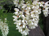 black locust - Iowa State University Extension