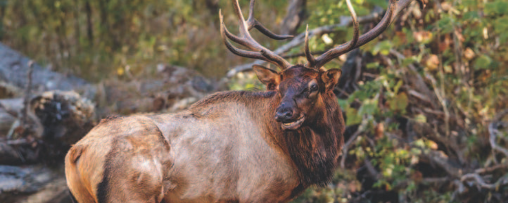 Bull elk in Great Smoky Mountains - credit Tim Lumley