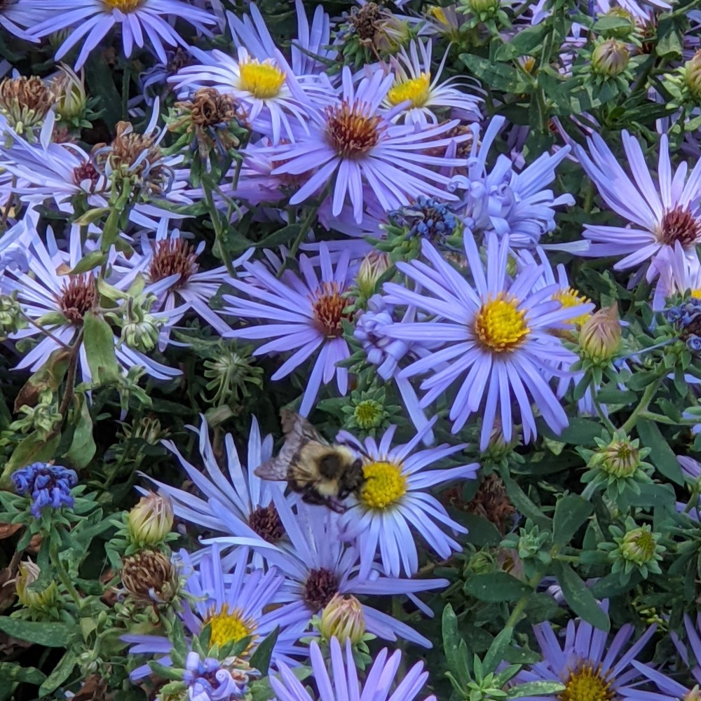 Bumblebee on native asters - credit Janette Rosenbaum