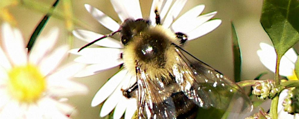 Bumblebee - credit USFWS