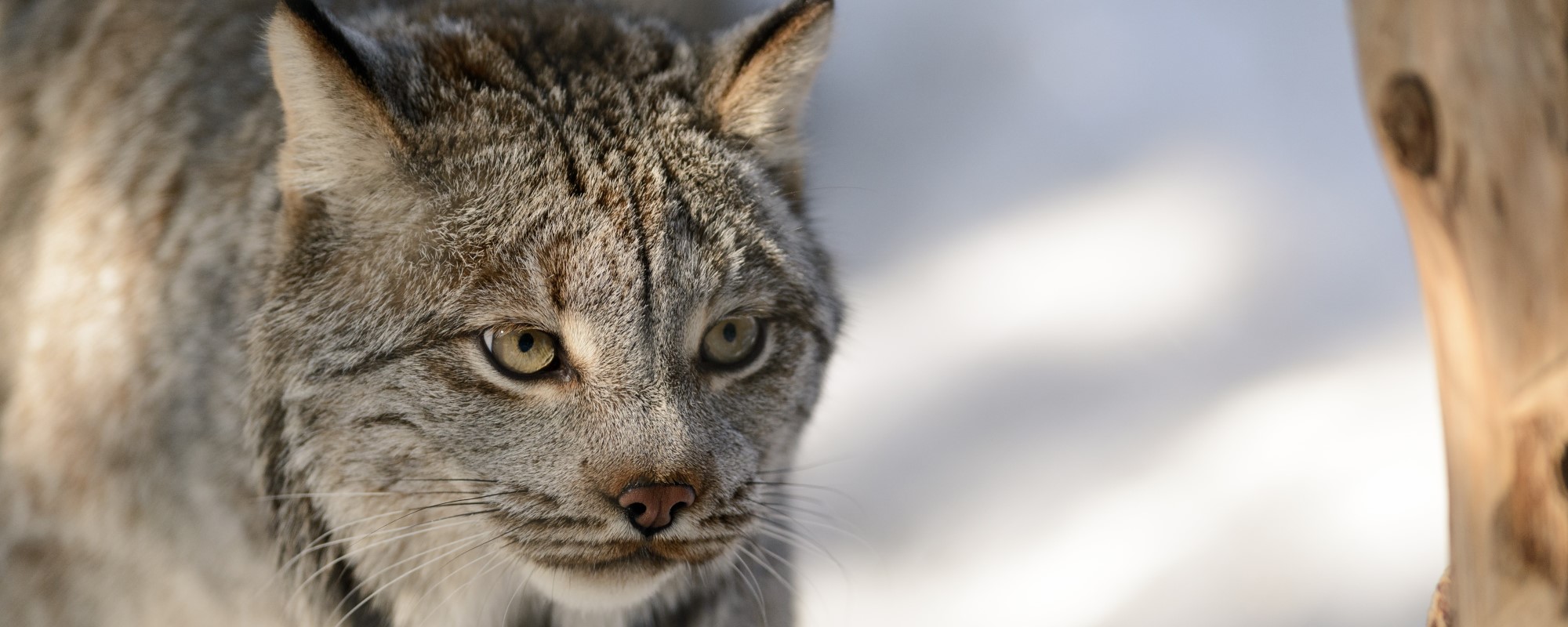 Canada lynx