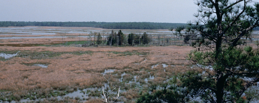 Chesapeake Bay wetlands - credit U.S. Fish & Wildlife Service