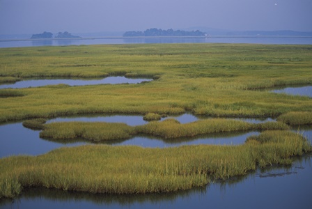 coastal wetlands_credit Kelly Fike_USFWS