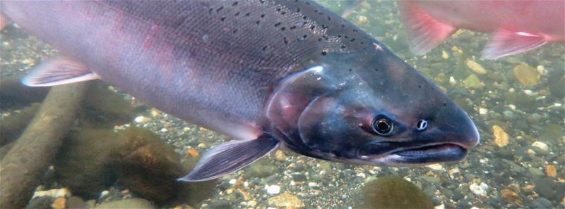 Coho salmon