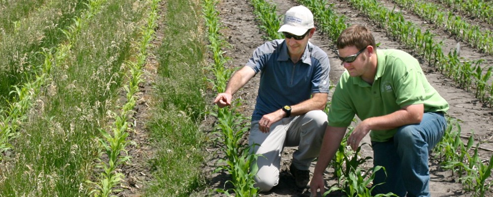 Farmers looking at a cover crop