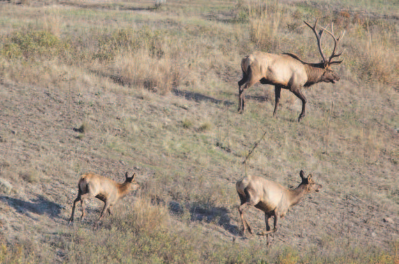 Elk herd - credit U.S. Fish and Wildlife Service