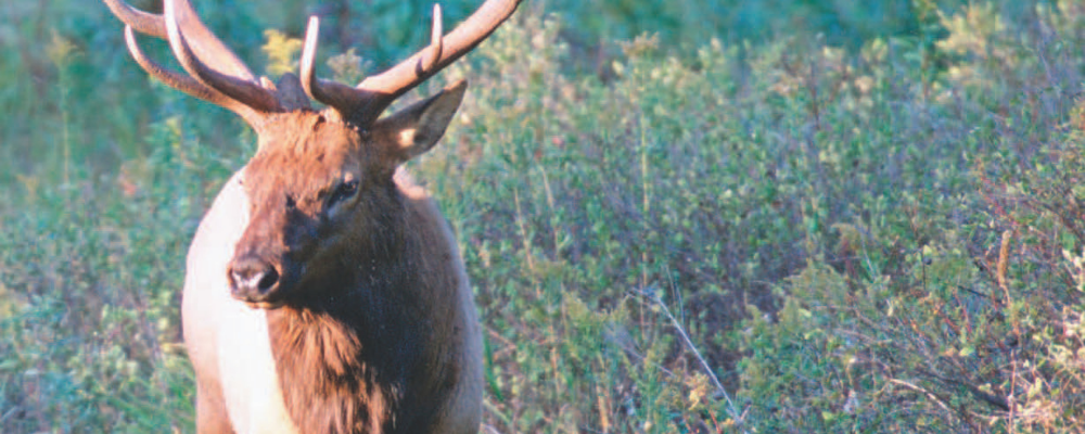Elk in meadow - credit U.S. Fish and Wildlife Service