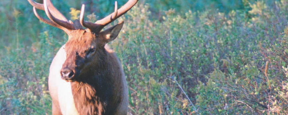 Outdoor America Article Outdoor America Article