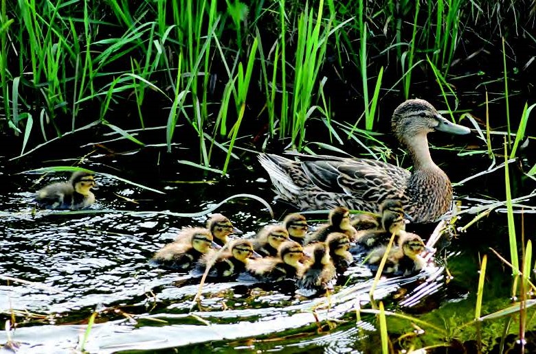 Family of ducks