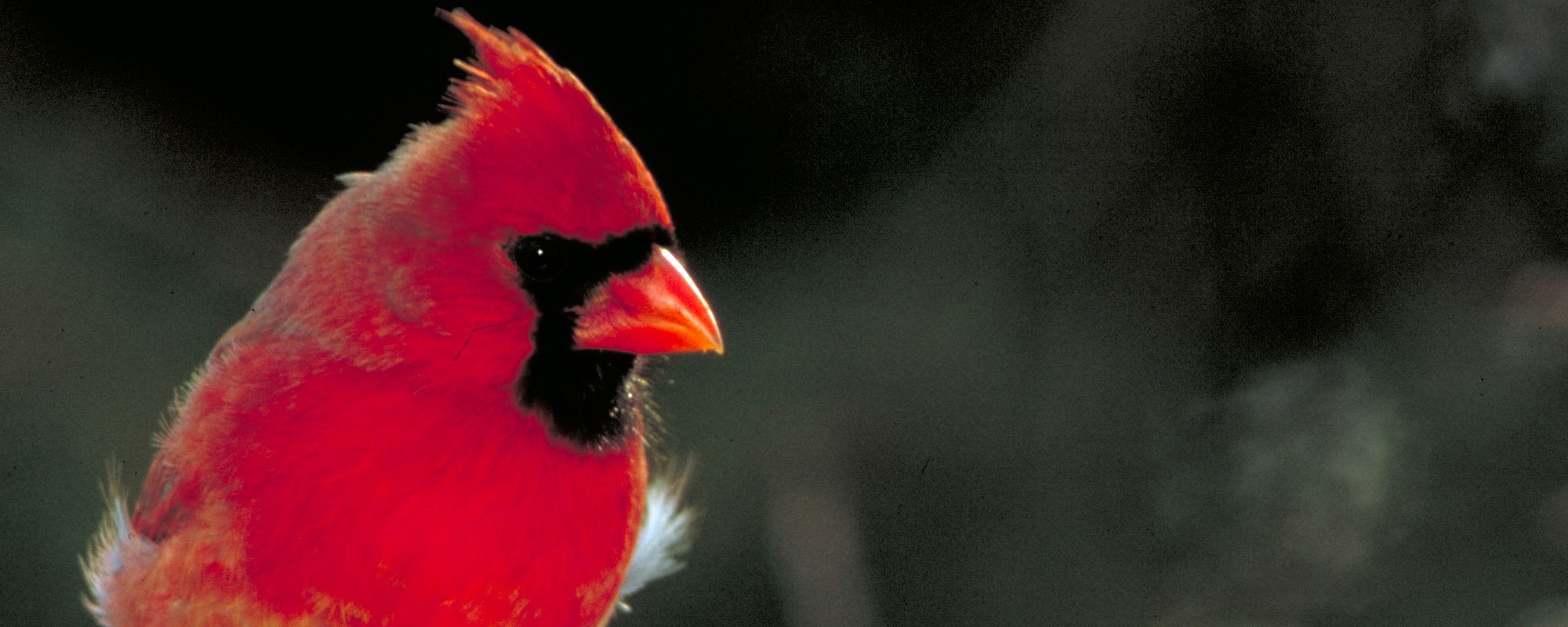 Male cardinal