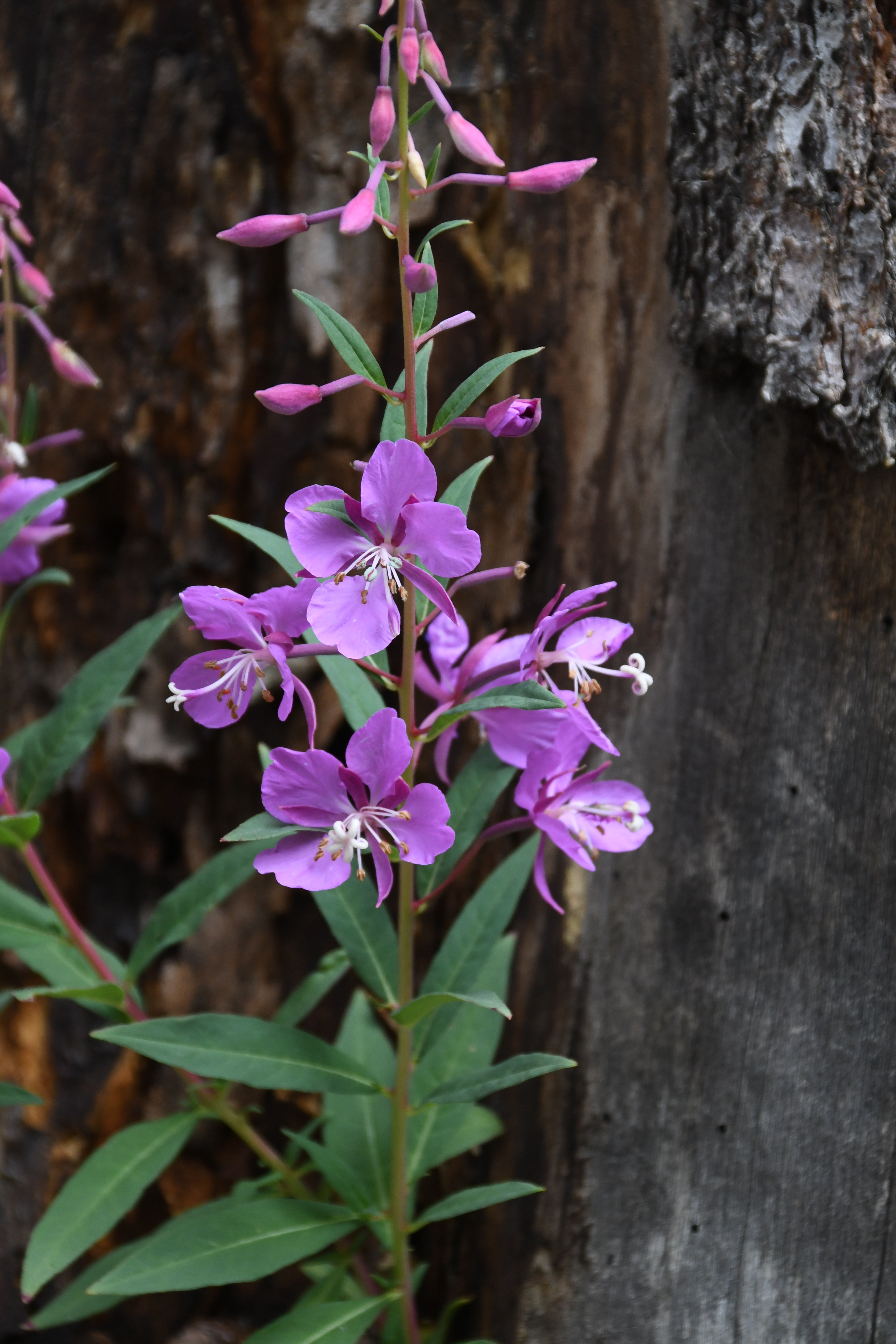 Fireweed - credit Lisa Ballard