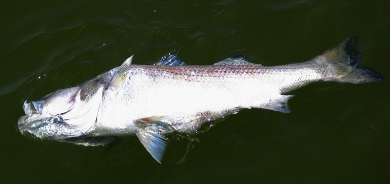 Fish kill - credit Adrian Jones