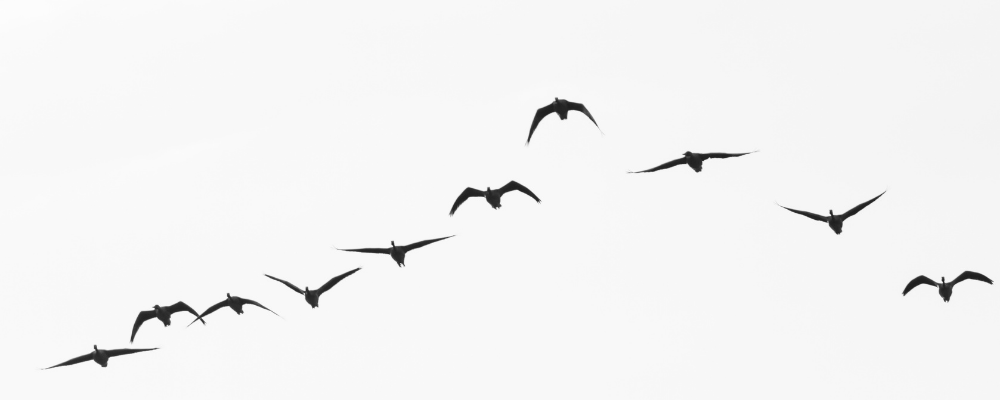 Geese migrating - credit Getty Images