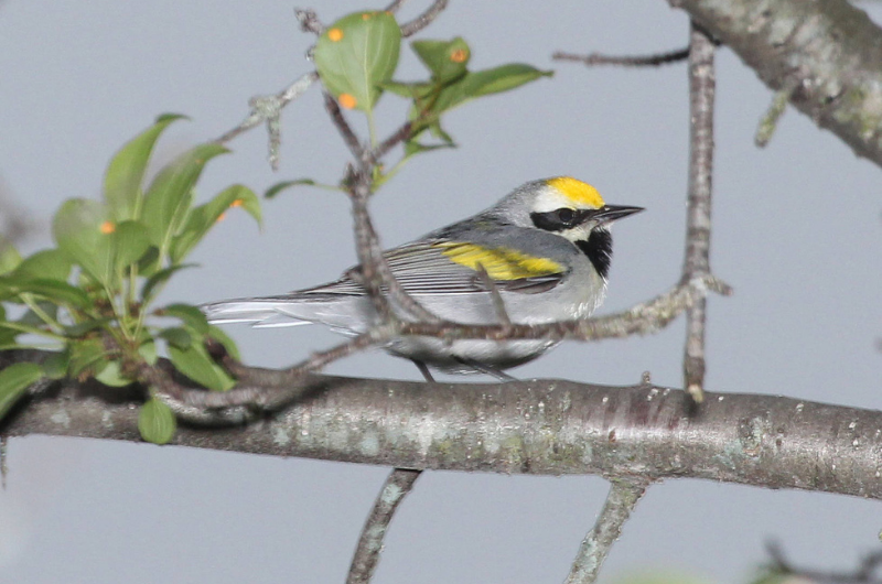 Golden-winged warbler - credit U.S. Fish and Wildlife Service