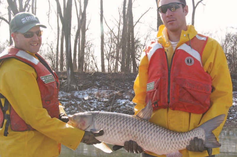 Grass carp - credit USFWS