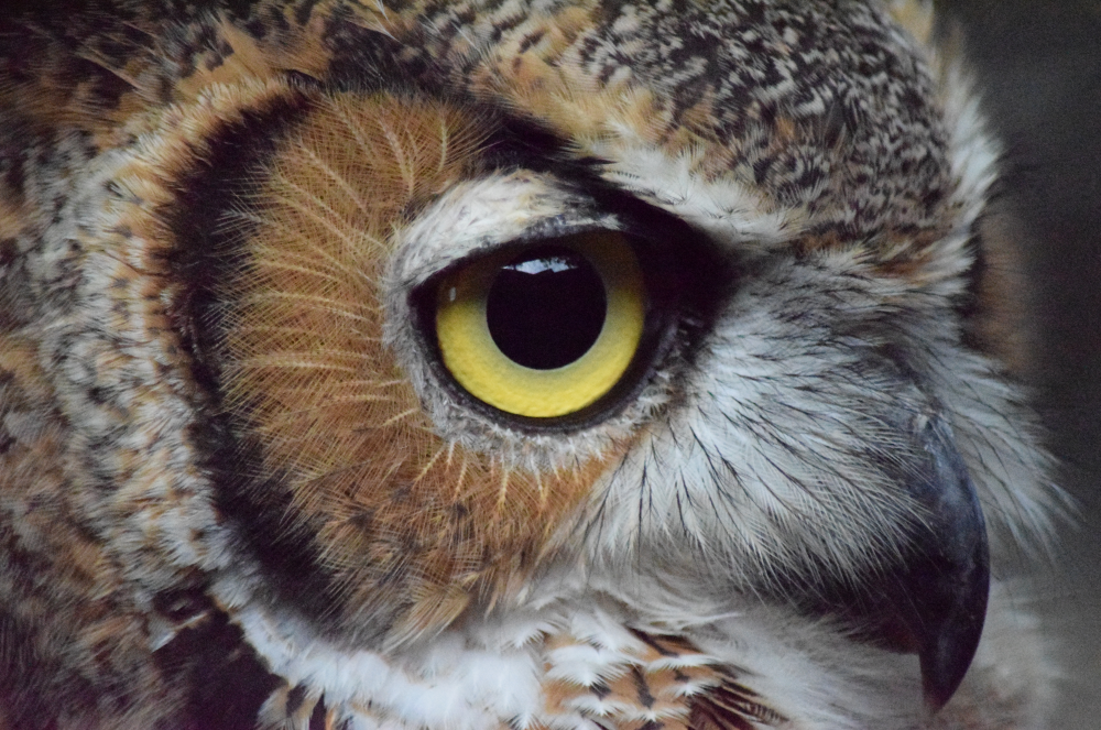 Great horned owl - credit Julia Kittelson