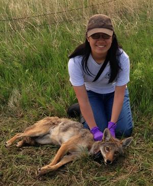 Hannah L. Clip and Coyote