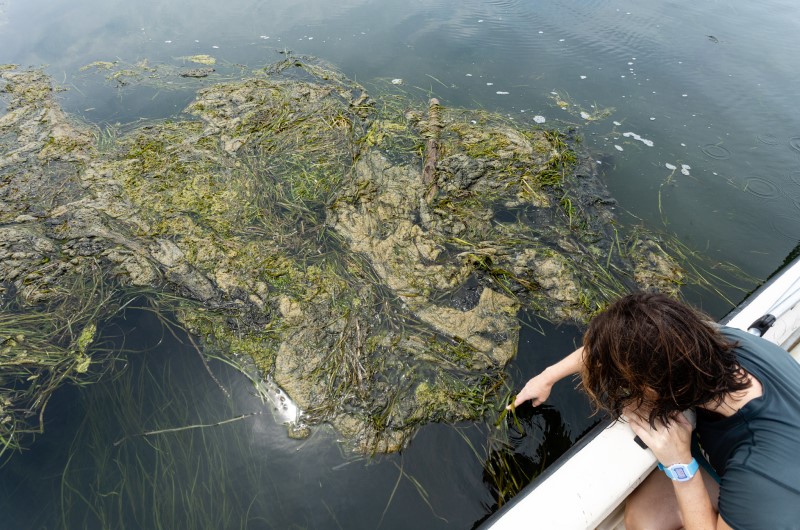 Harmful algal bloom - credit Ohio Sea Grant