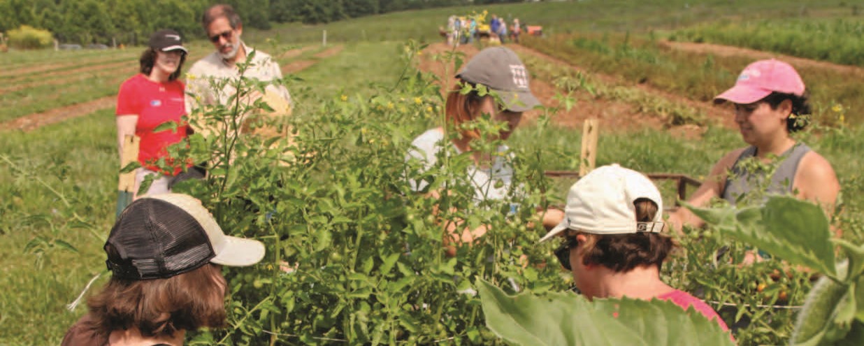 Harvesting cherry tomatoes - credit Woody Woodroof