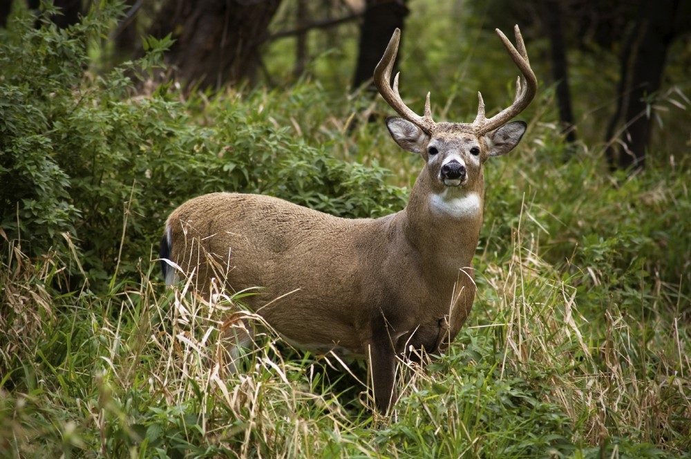 Deer looking at viewer