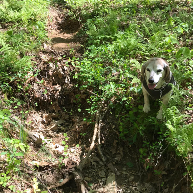 Dog sitting by dry streambed