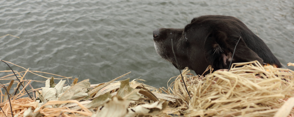 Dog looking out of blind