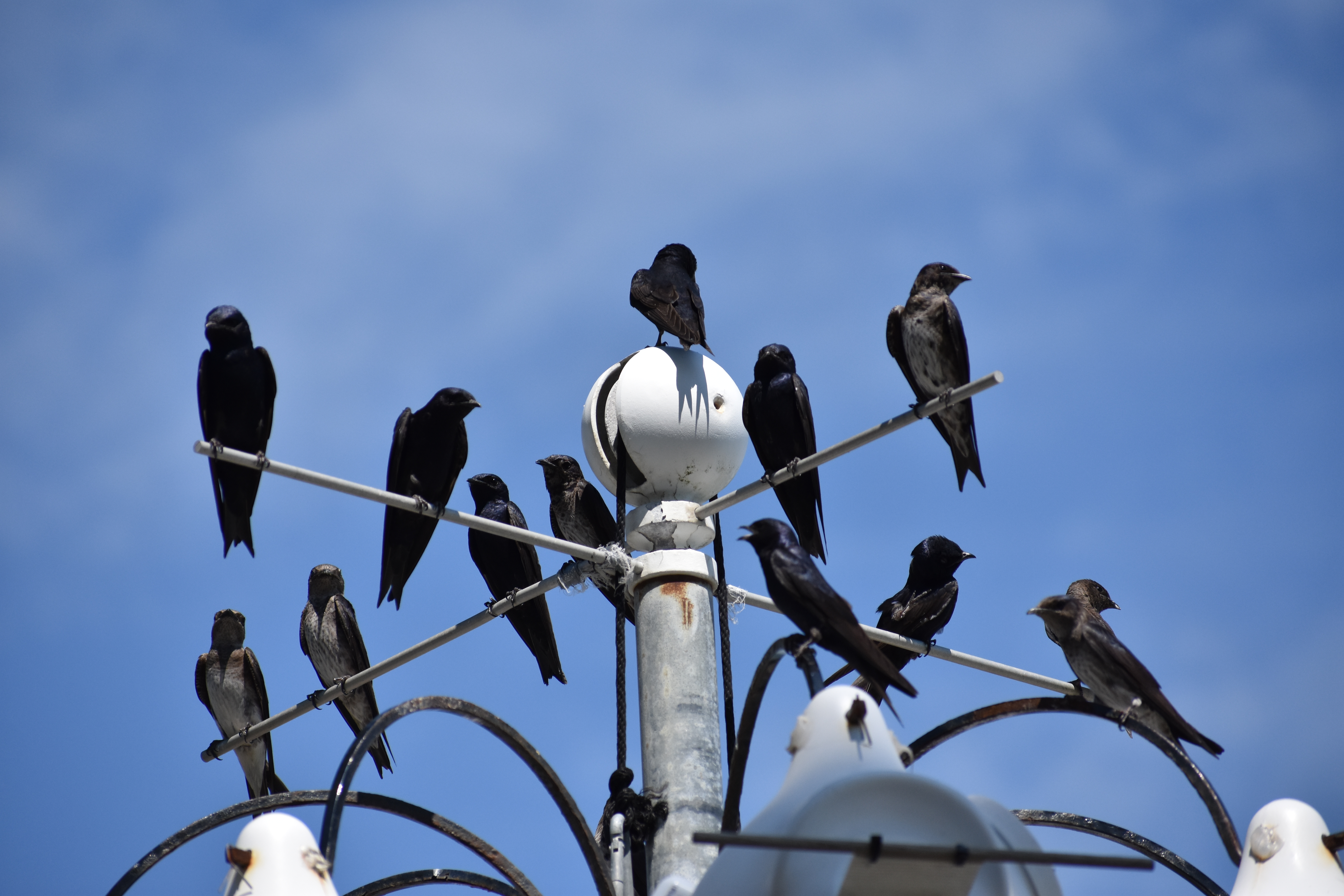 Martins gather at the top of a colony in Virginia - credit Mike Bishop