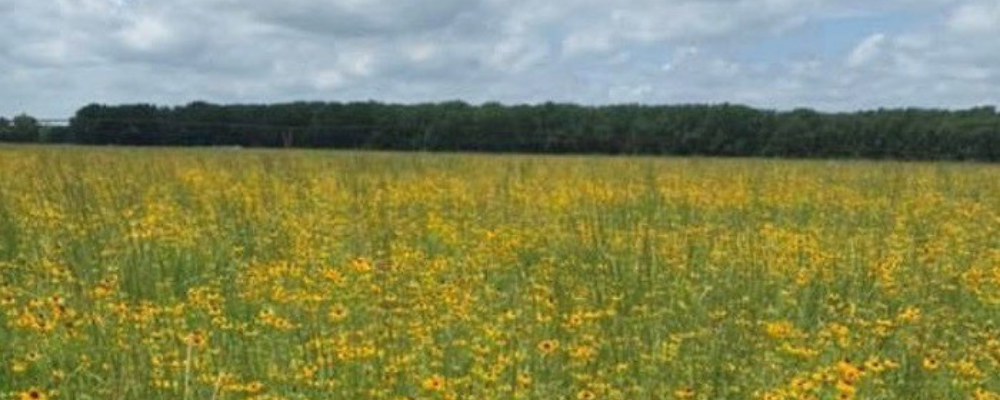 McCook Lake Chapter conservation project - credit Brian Joel Damon