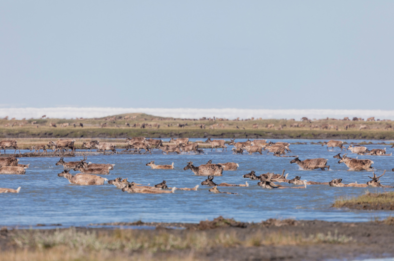 Migrating caribou - credit Hugh Rose