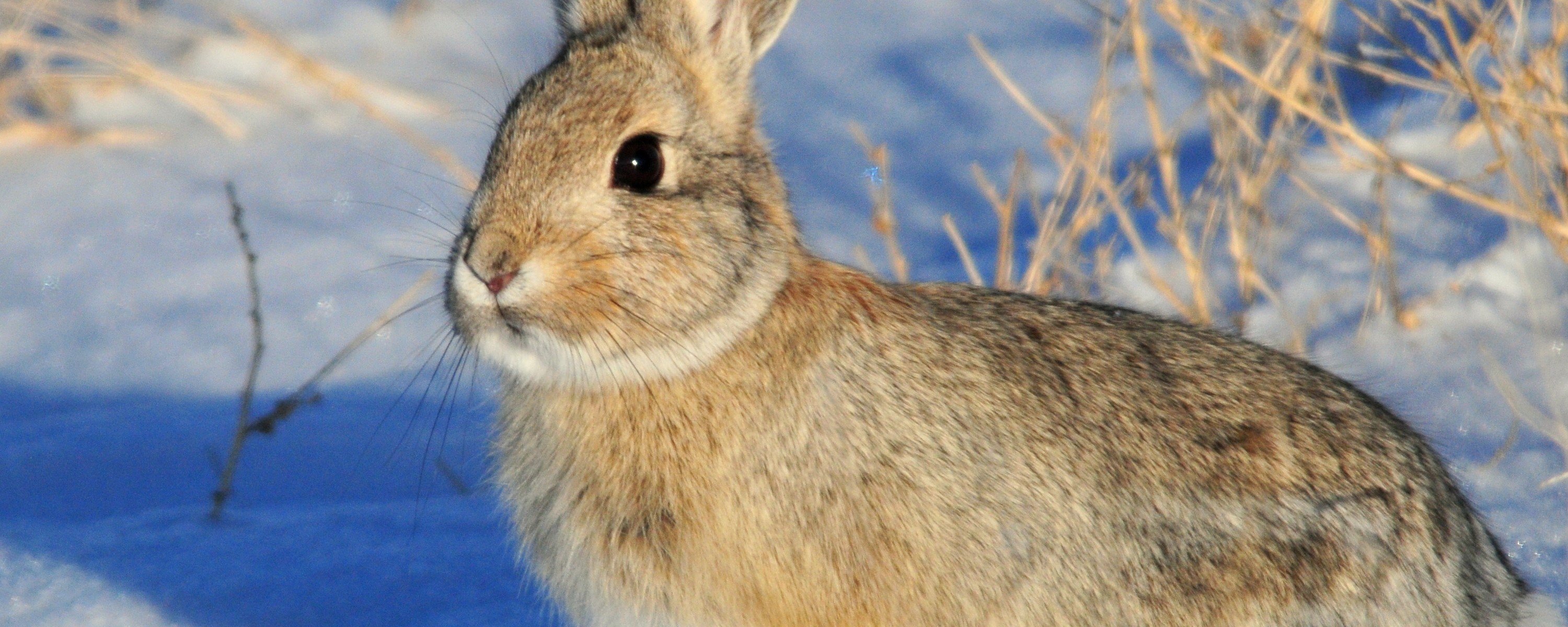 Mountain cottontail