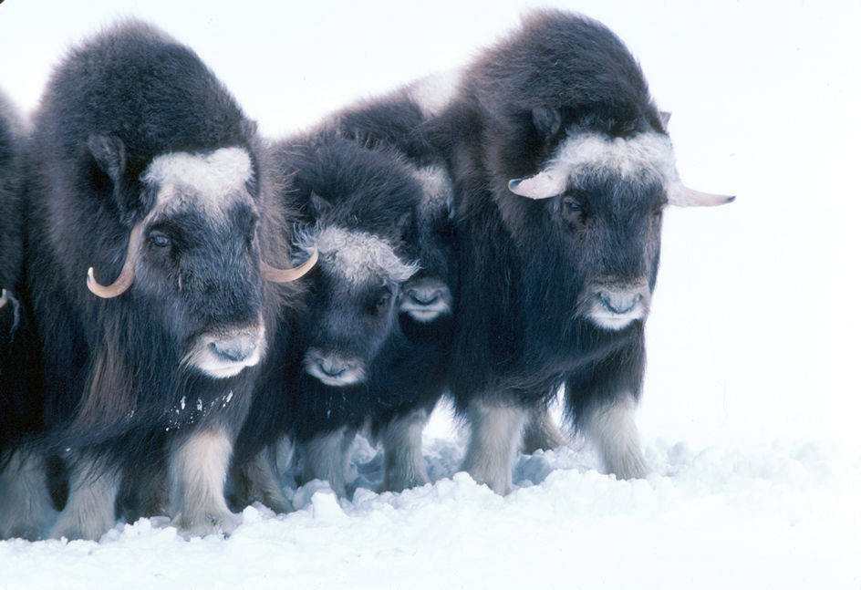 Muskoxen - credit USFWS