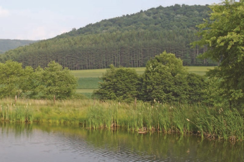 Native plants on a streambank - credit Michael Reinemer