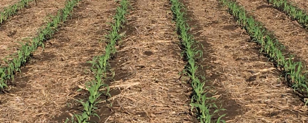 No-till corn - credit Wayne Fredericks