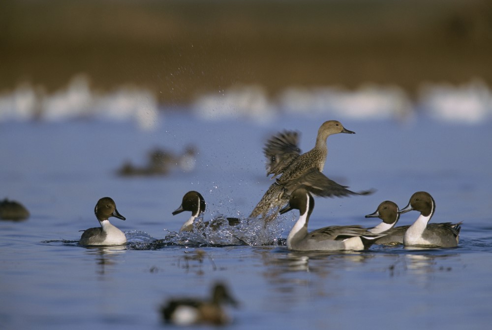 Northern Pintail Flock-CA-2183_credit USFWS