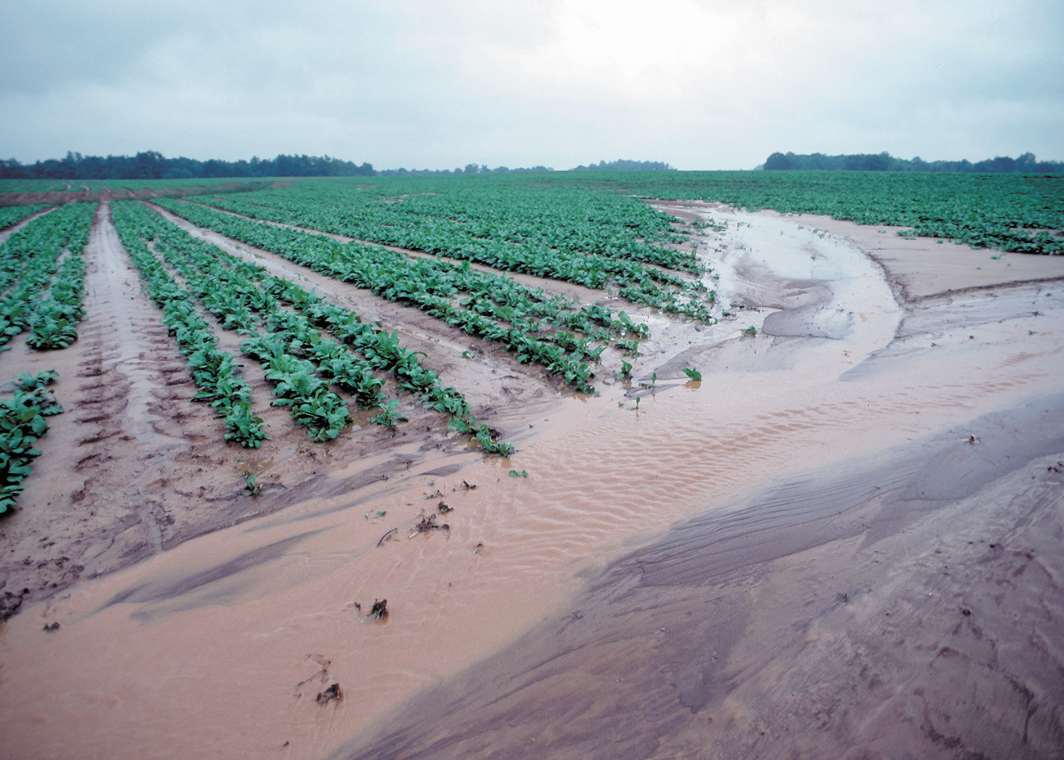 Runoff from a field