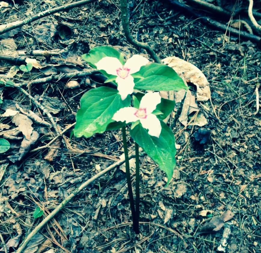 Painted trillium in North Carolina - credit Michael Reinemer