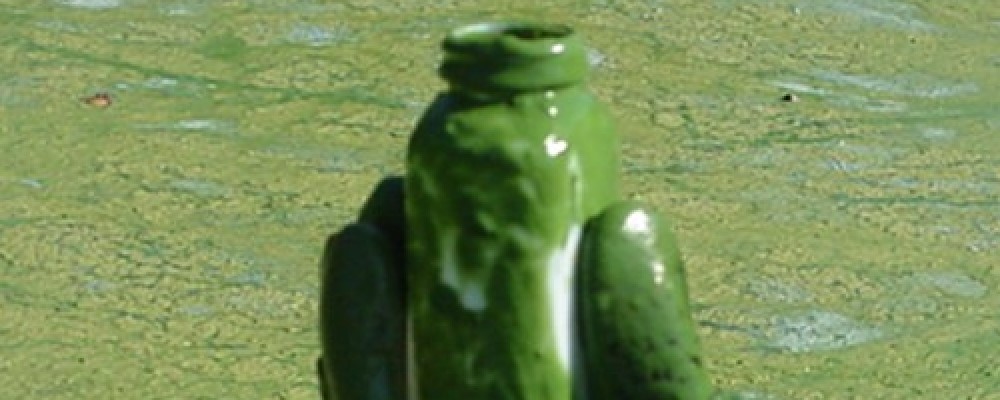 Lake covered in algae