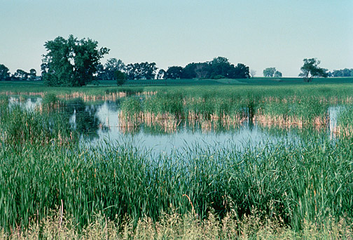 prairie pothole_credit USFWS_F224B831-1143-3066-40B766BF46C6B40B