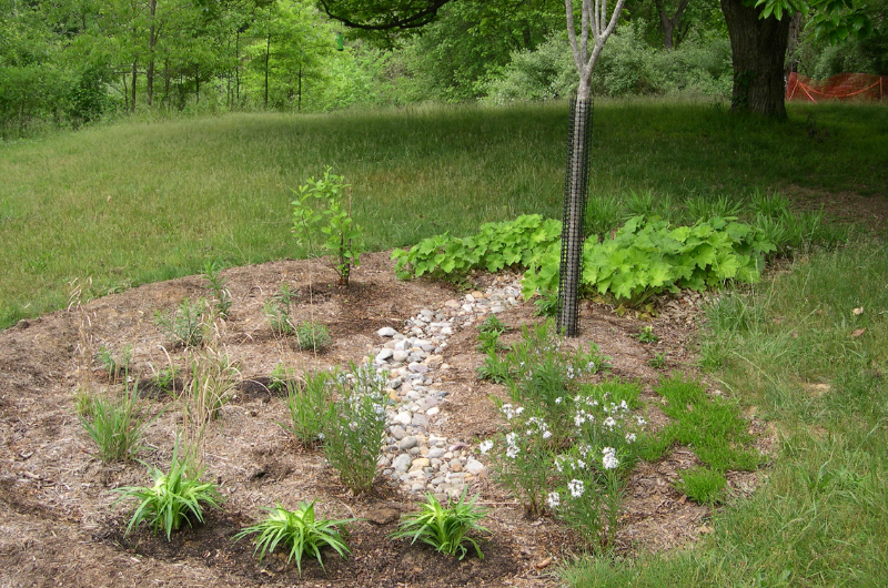 Rain garden