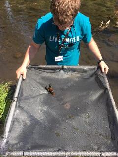Student looking at bugs in a net