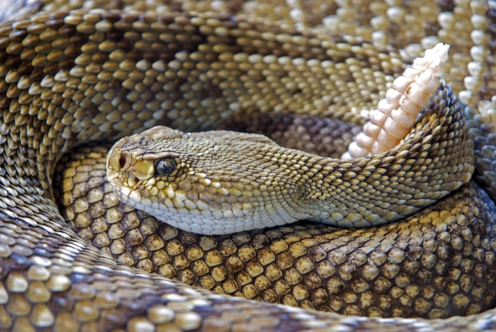 Rattlesnake - Pixabay