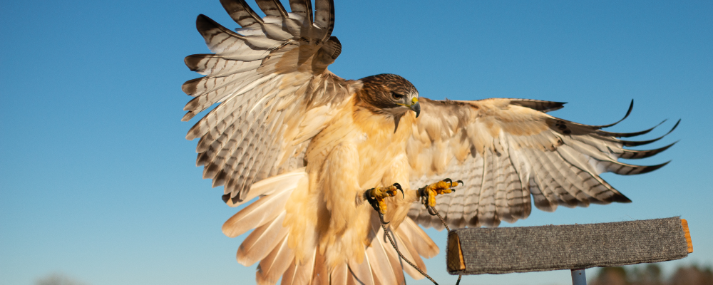 Red-tailed hawk - credit Pine & Willow Photography