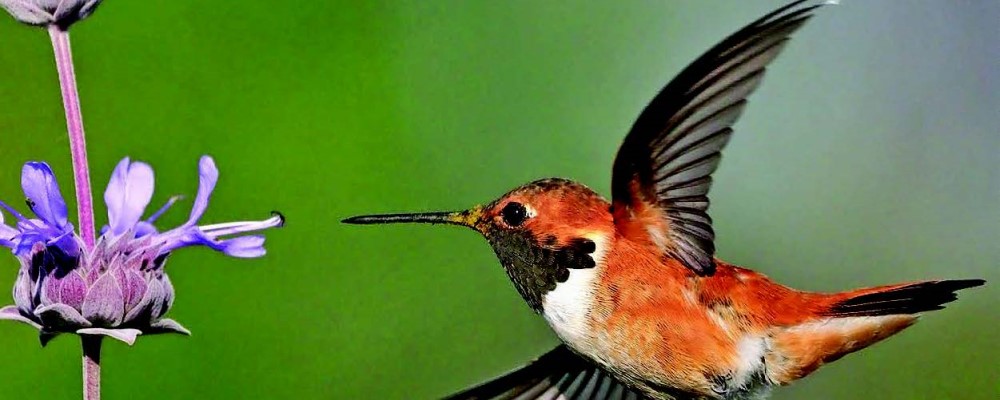 Rufous Hummingbird - credit Aidan Brubaker